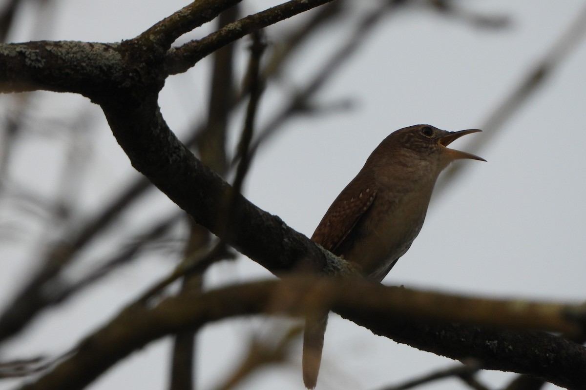 House Wren - Yana Levchinsky