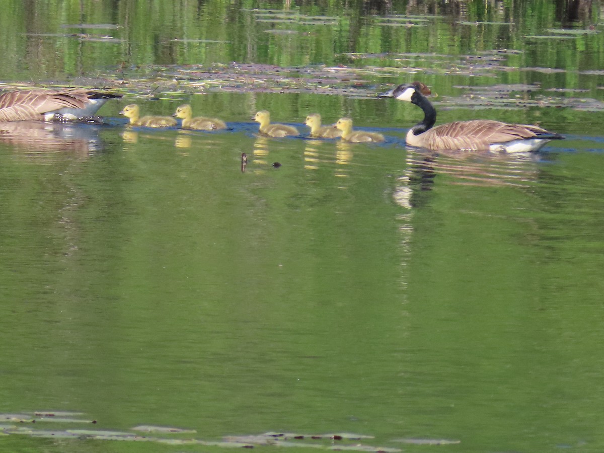 Canada Goose - Sue and Tom Santeusanio