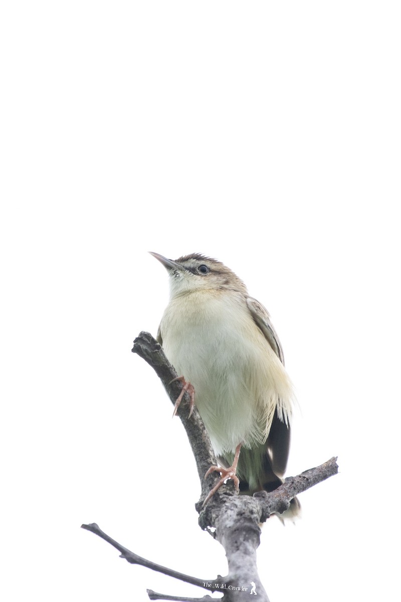 Zitting Cisticola - Abhijith s