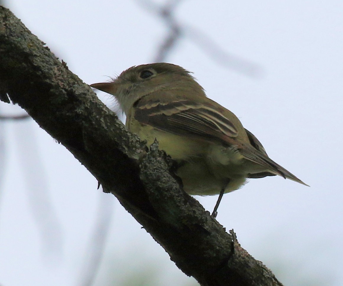 Least Flycatcher - Kernan Bell