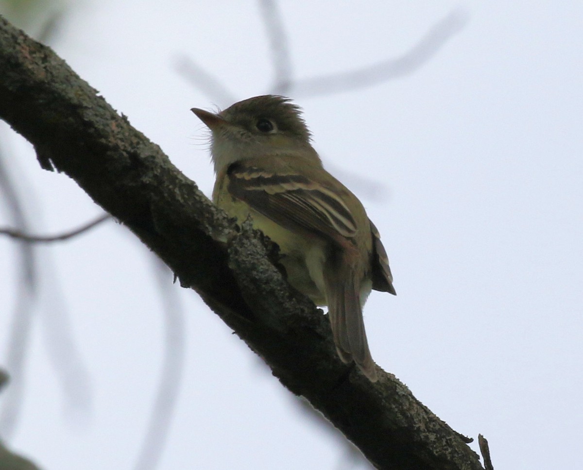 Least Flycatcher - Kernan Bell