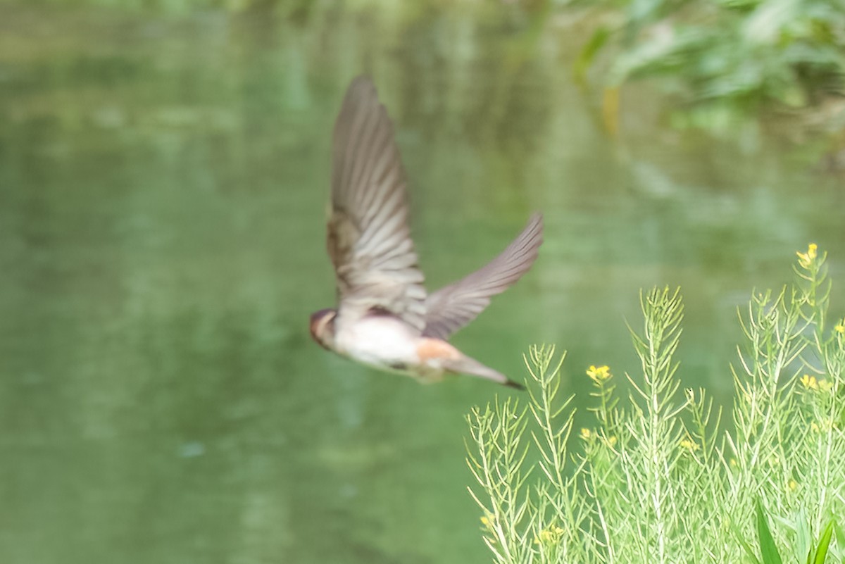 Barn Swallow - Jim Tonkinson