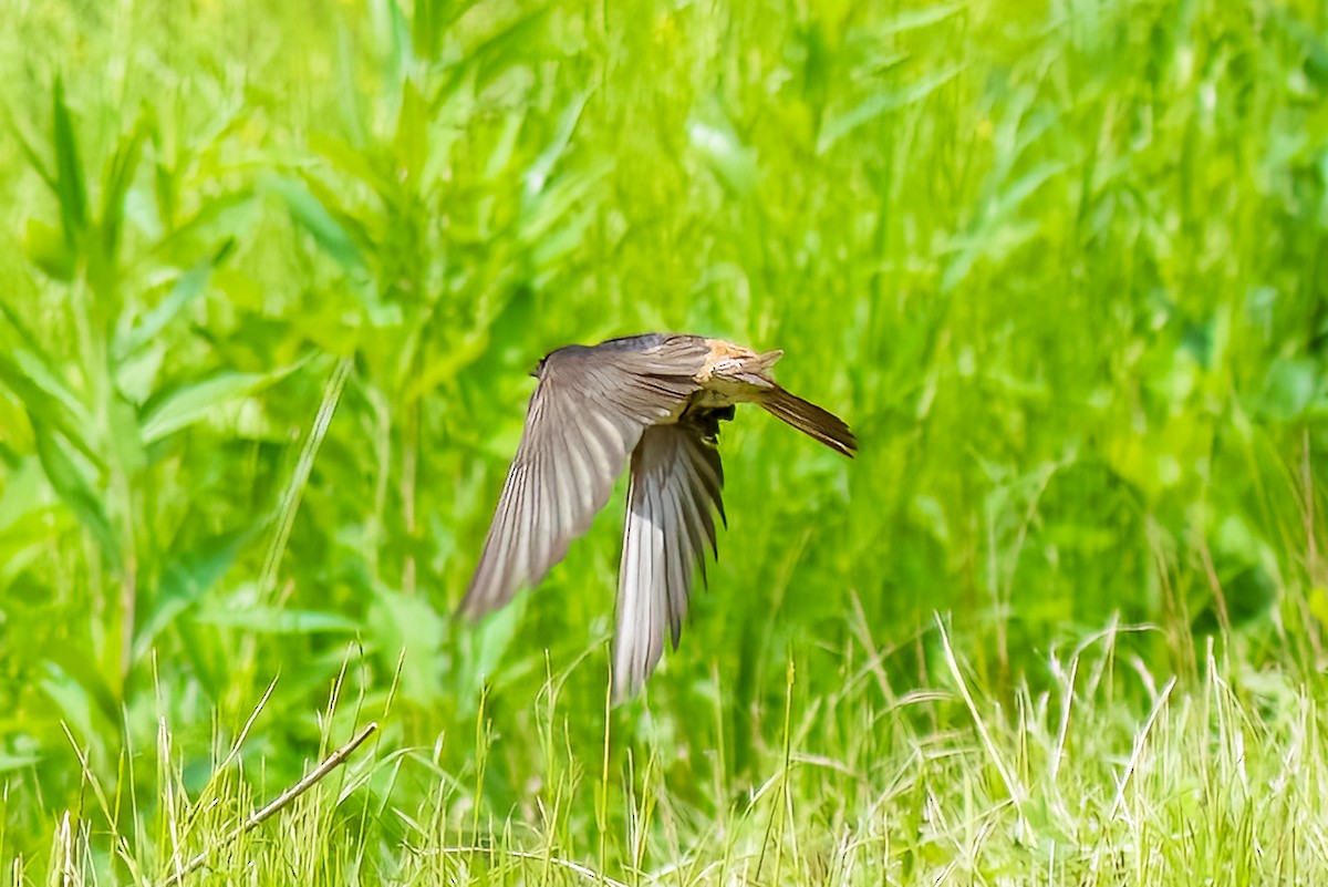 Barn Swallow - Jim Tonkinson