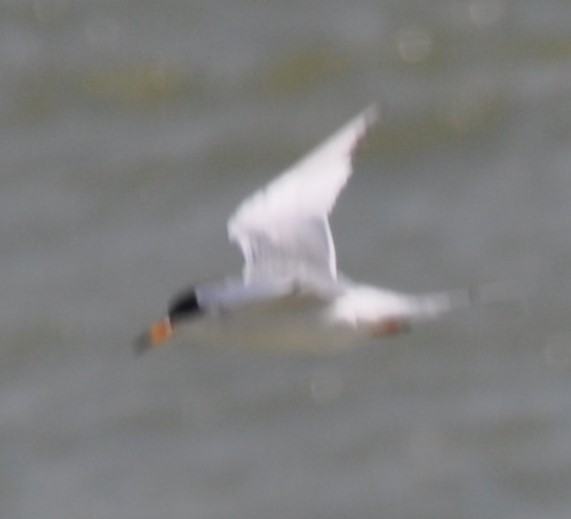 Common Tern - Bill Huser