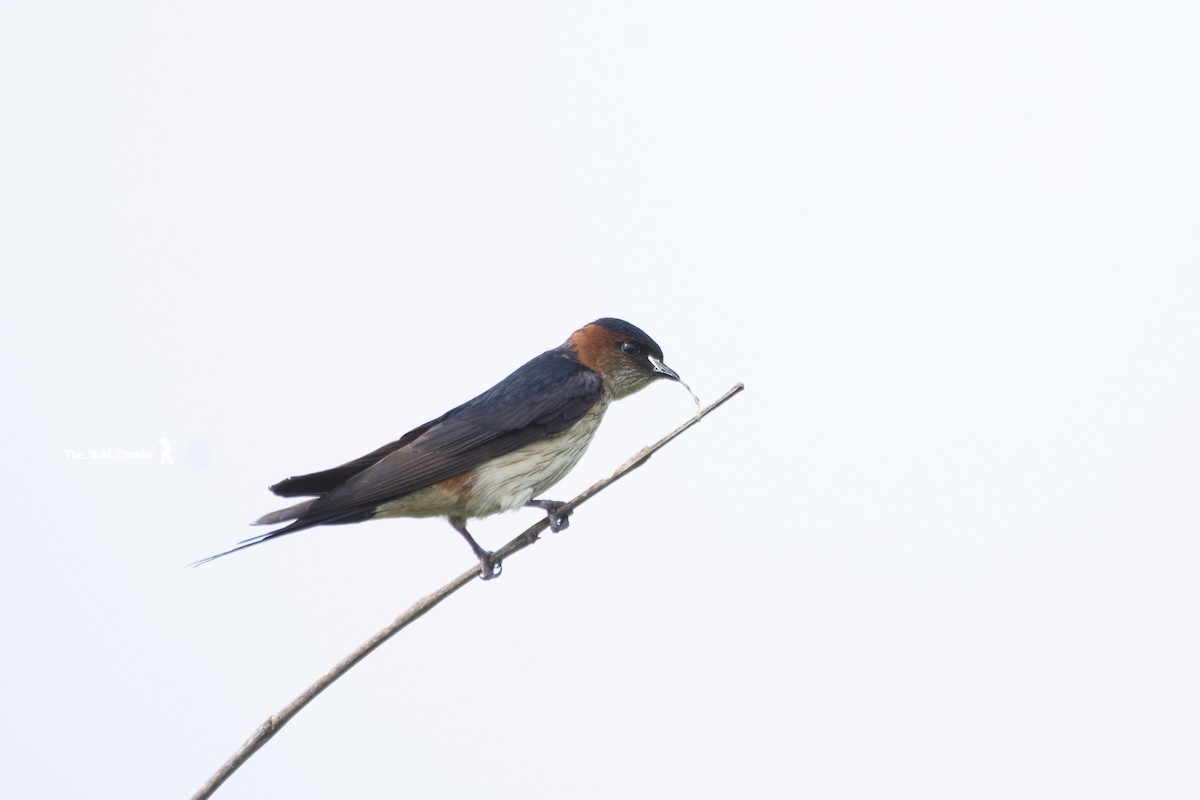 Red-rumped Swallow - Abhijith s