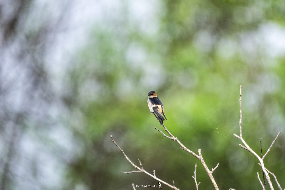 Red-rumped Swallow - Abhijith s