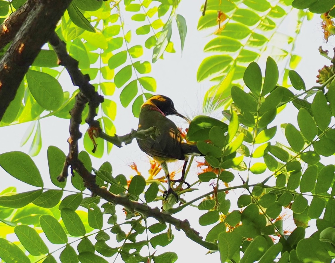 Ornate Sunbird - 芳色 林