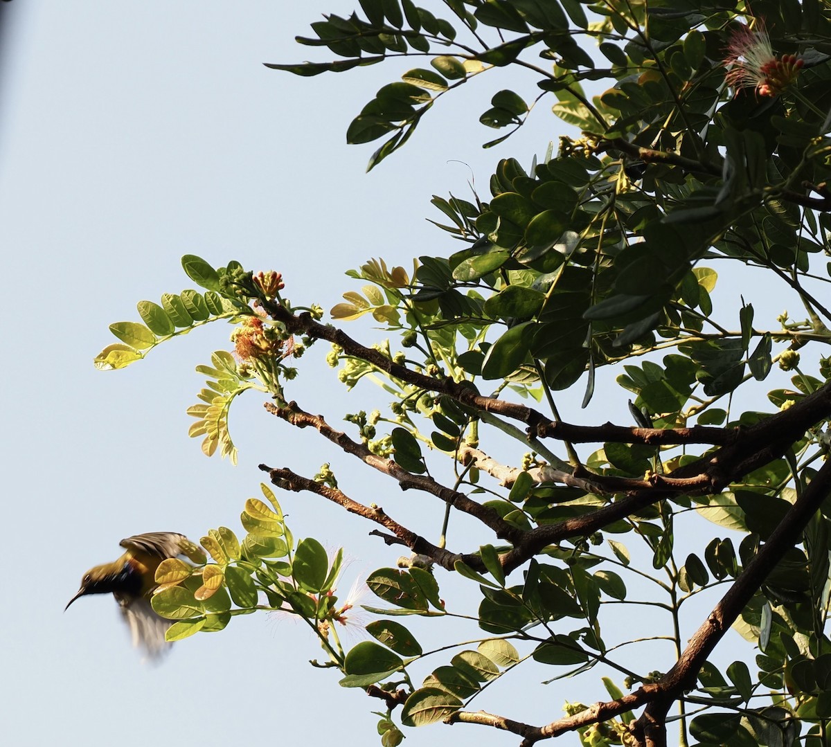 Ornate Sunbird - 芳色 林
