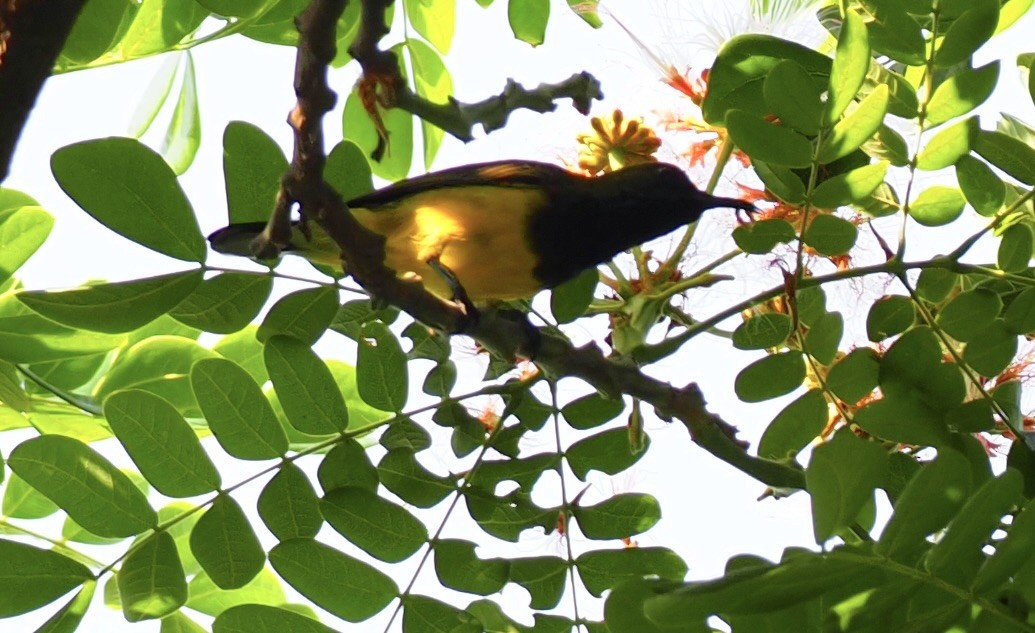 Ornate Sunbird - 芳色 林