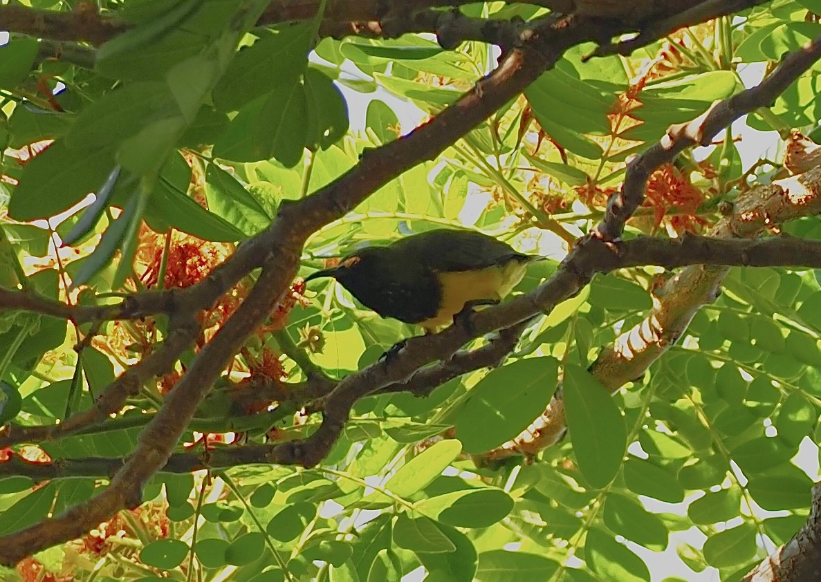 Ornate Sunbird - 芳色 林