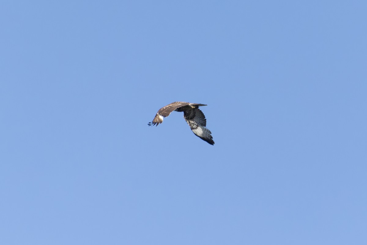 Red-tailed Hawk - Phil Thompson