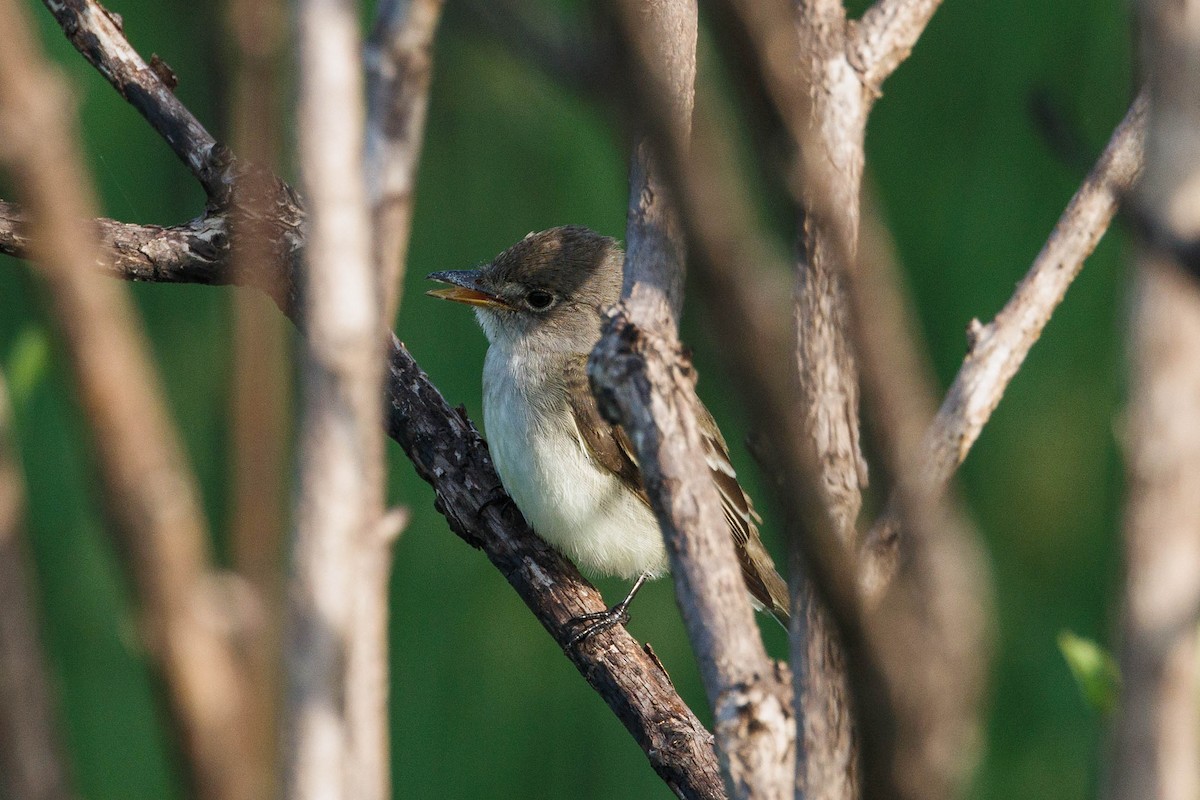 Willow Flycatcher - Kenny Younger