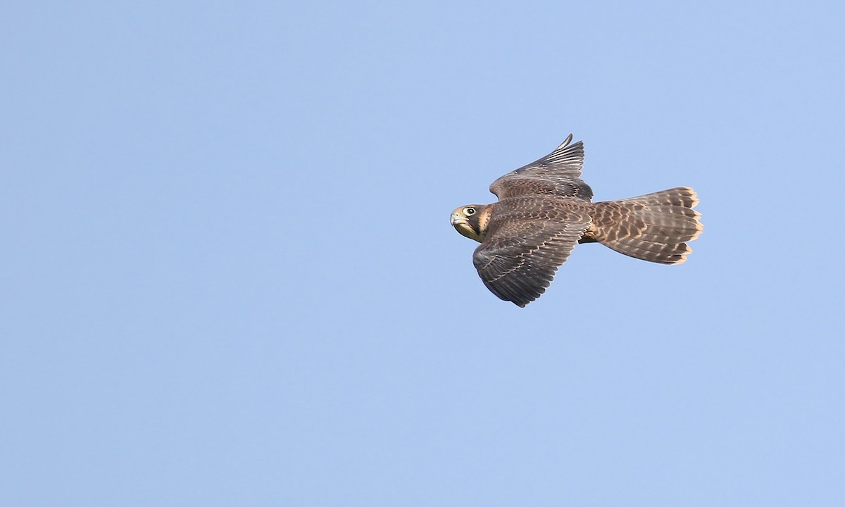 Peregrine Falcon - ML619565525