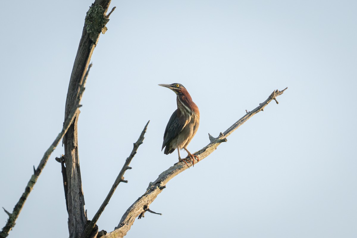 Green Heron - ML619565527