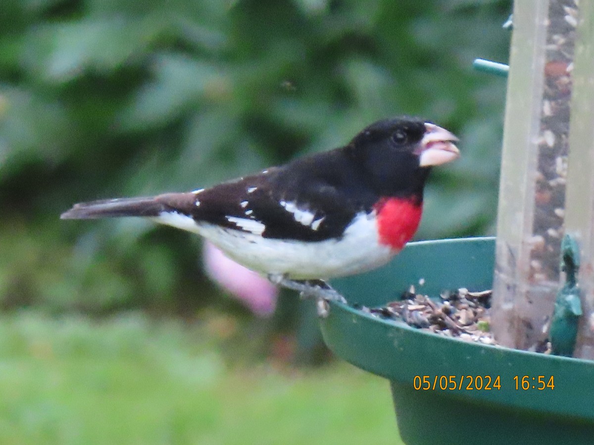 Rose-breasted Grosbeak - Patricia Ayres