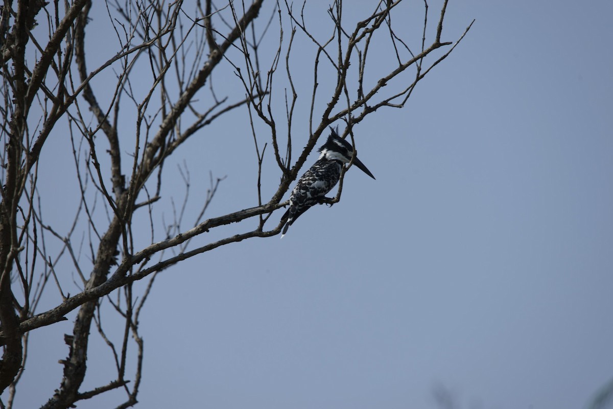 Pied Kingfisher - ML619565537