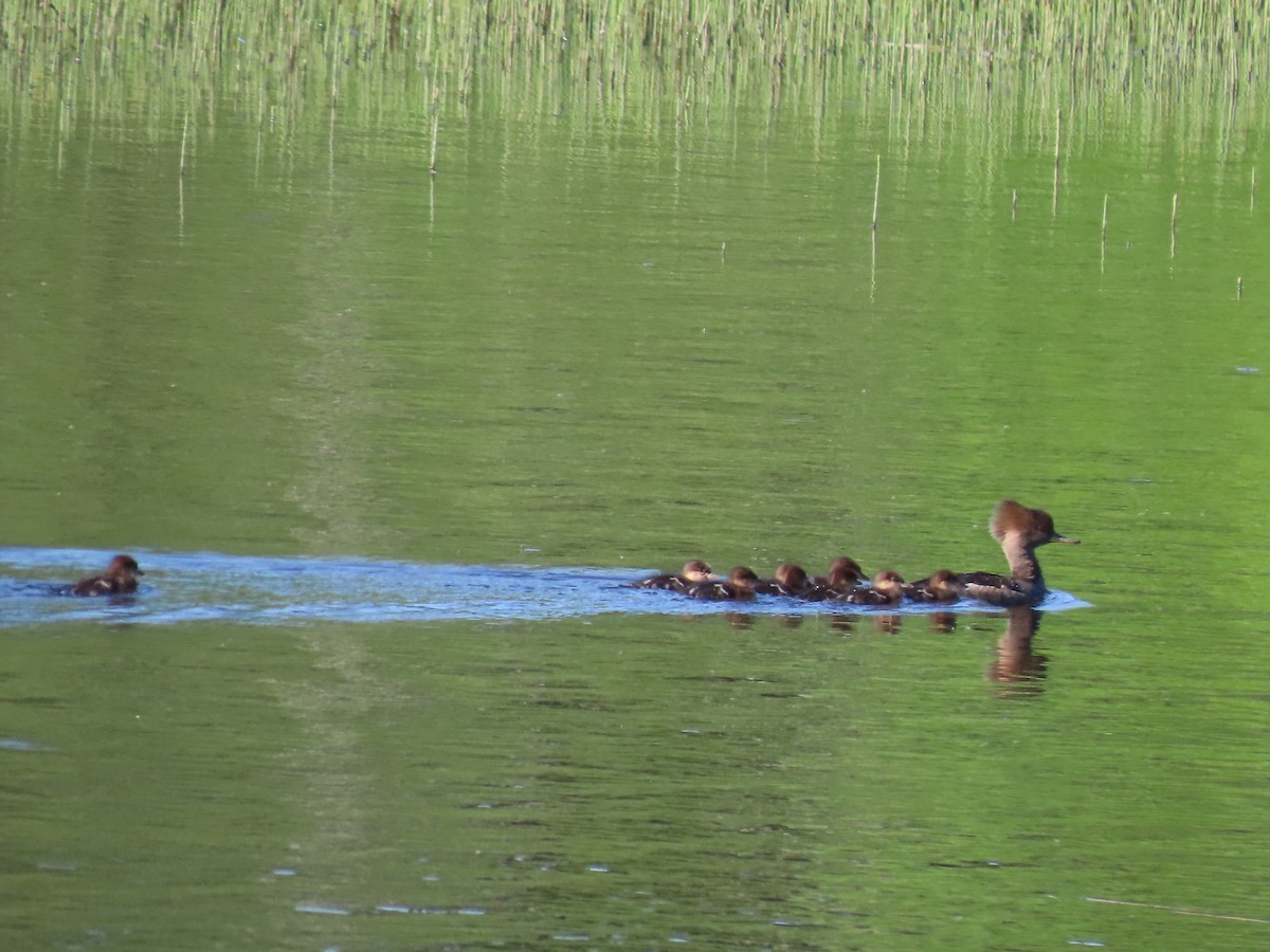 Hooded Merganser - Sue and Tom Santeusanio