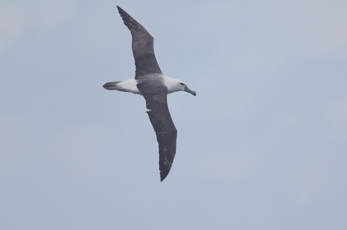 White-capped Albatross - Lau Jia Sheng