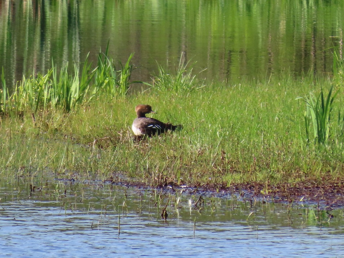 Hooded Merganser - Sue and Tom Santeusanio