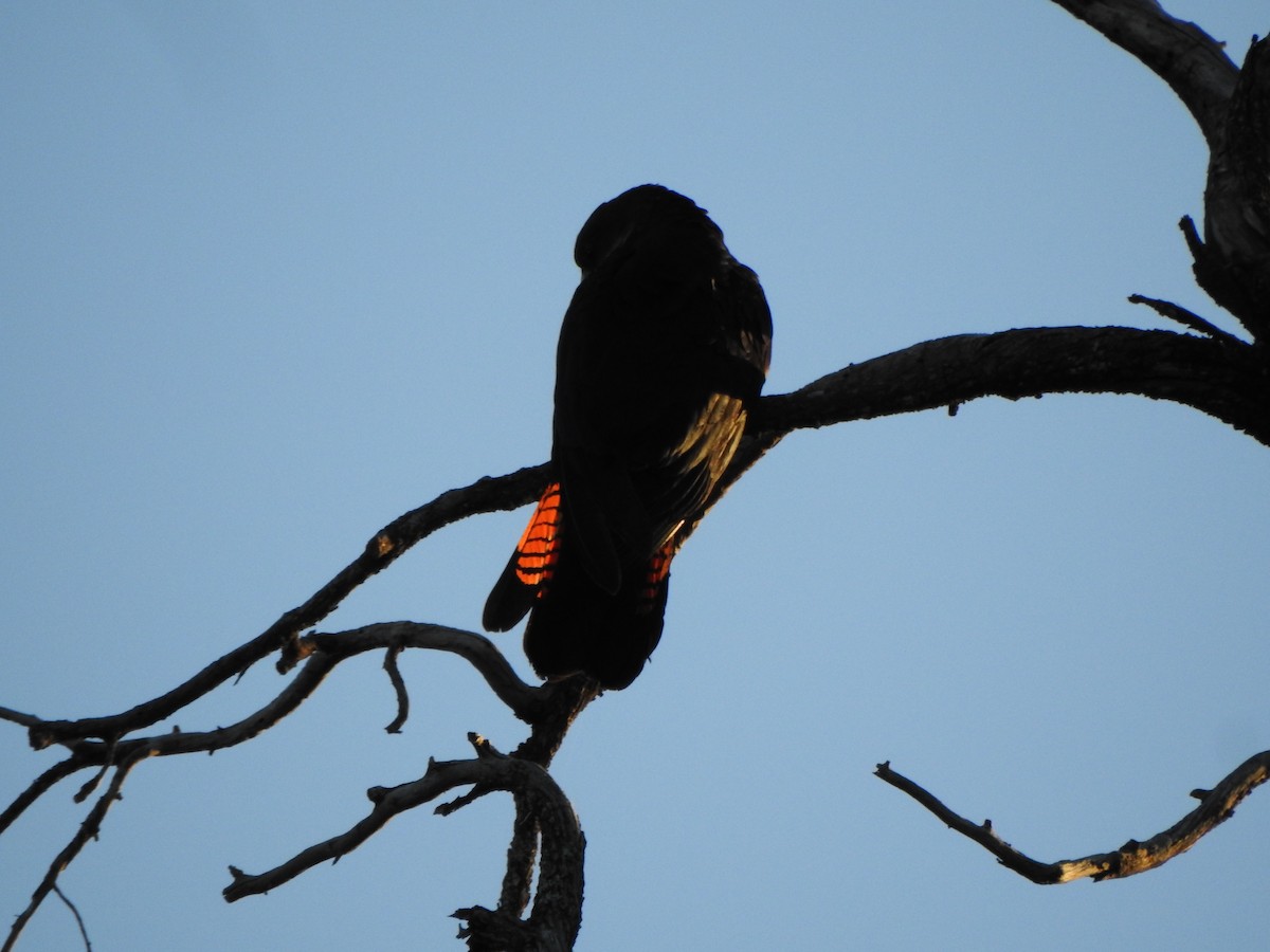 kakadu hnědohlavý - ML619565550