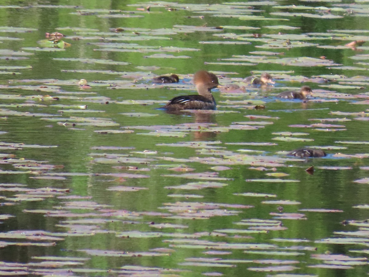 Hooded Merganser - Sue and Tom Santeusanio