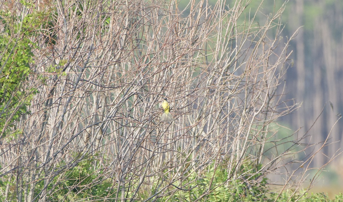 Tropical Kingbird - ML619565556