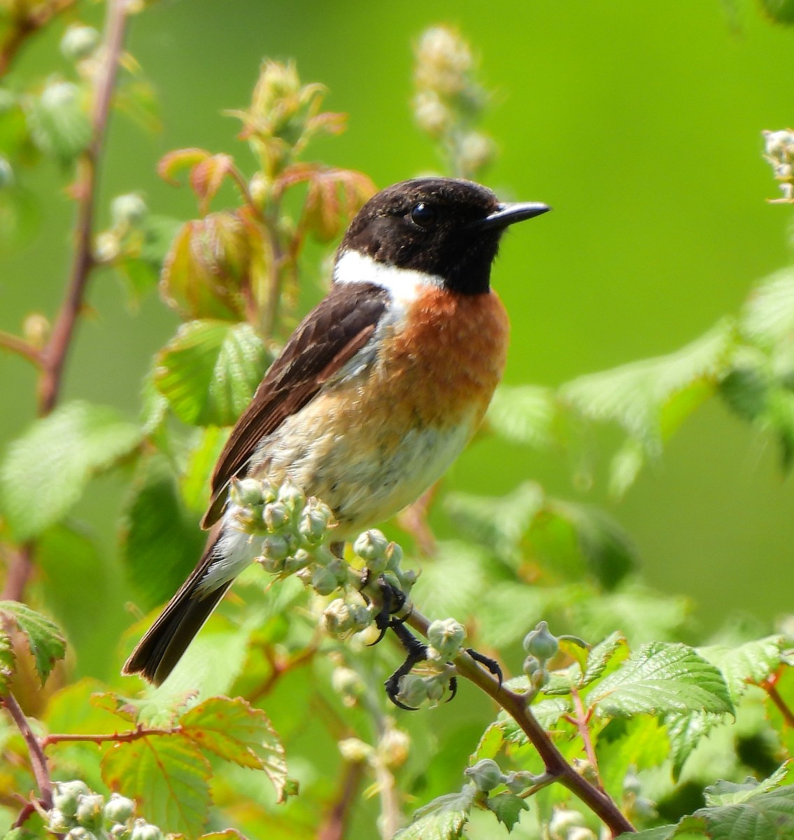 European Stonechat - Aurora Cubillas