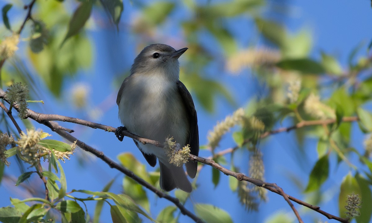 Warbling Vireo - Jeff Hack