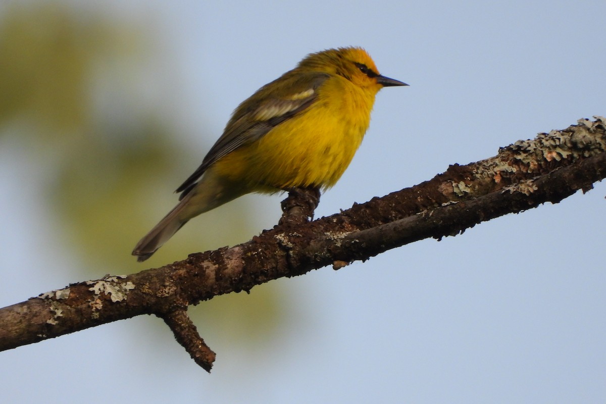 Blue-winged Warbler - Yana Levchinsky