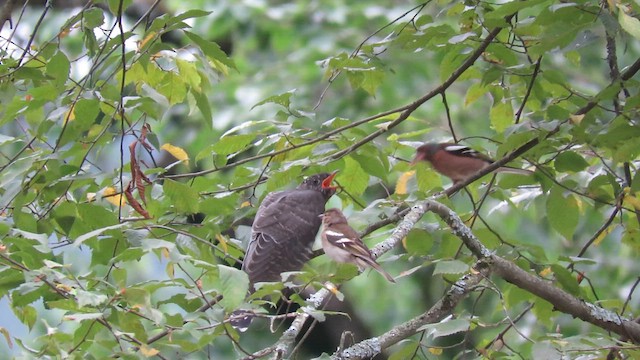 Common Cuckoo - ML619565568