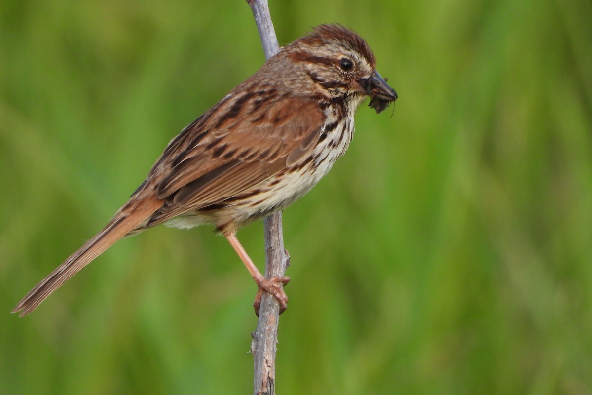 Song Sparrow - Yana Levchinsky