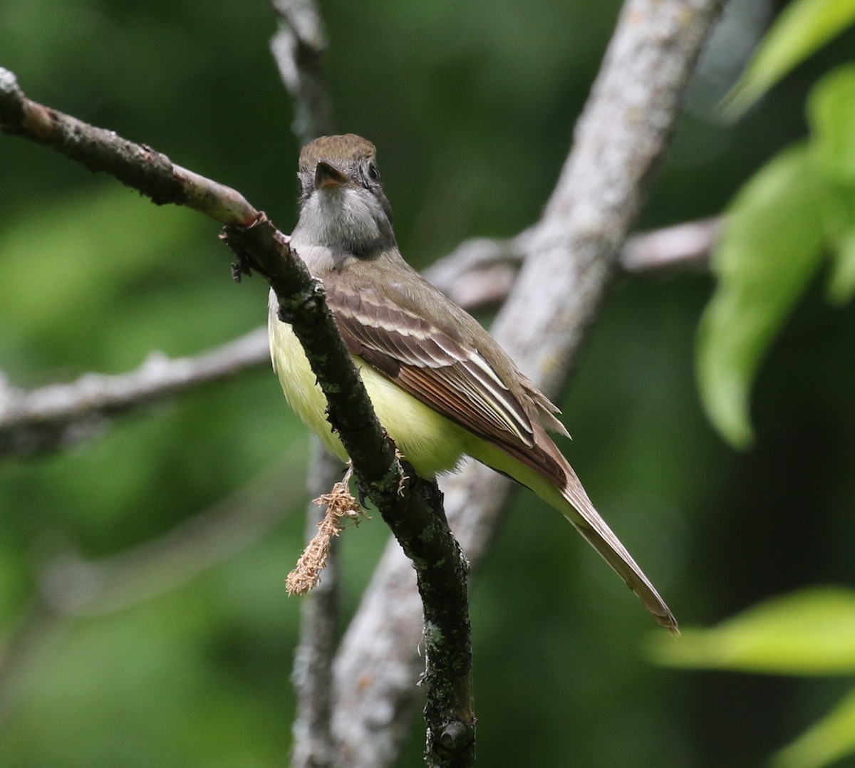 Great Crested Flycatcher - Kernan Bell