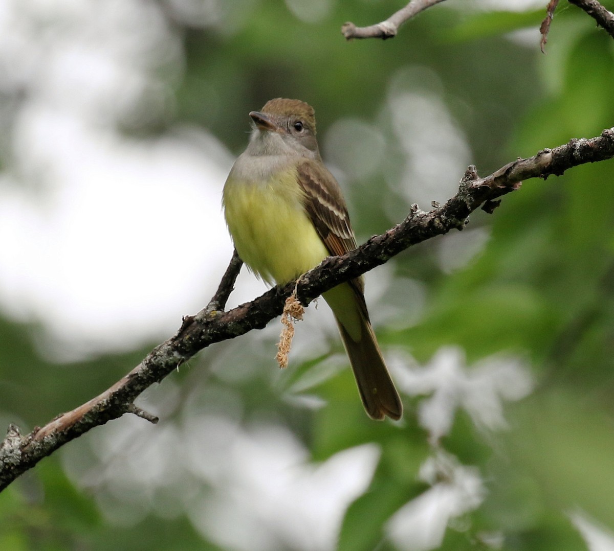 Great Crested Flycatcher - Kernan Bell