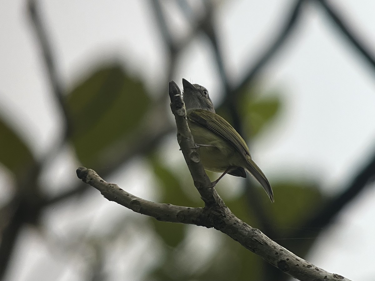 Yellow-olive Flatbill (Gray-headed) - ML619565576