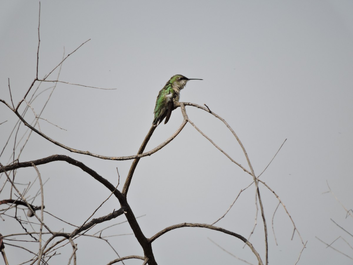 Ruby-throated Hummingbird - Francisco J. Muñoz Nolasco