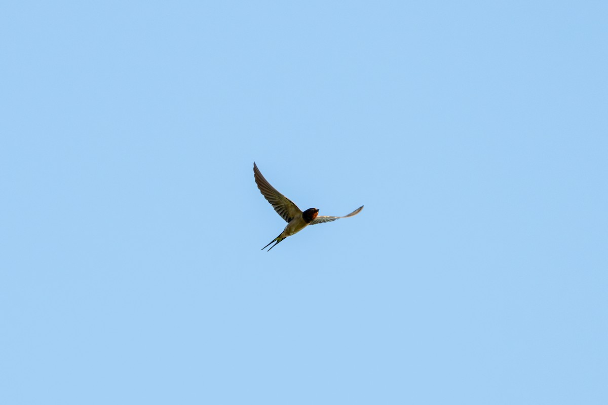 Barn Swallow - Brian Fleming