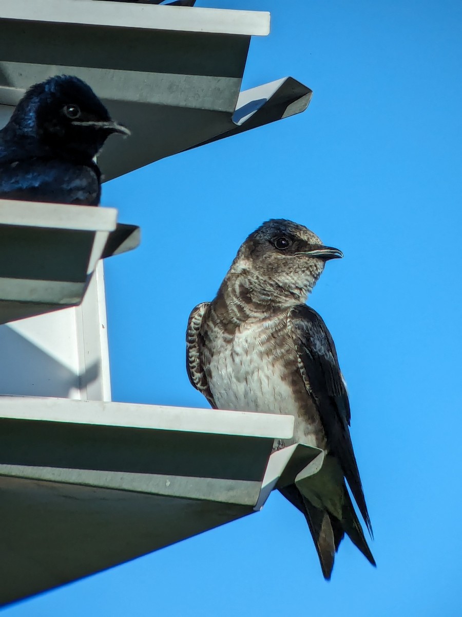 Purple Martin - Raymond Belhumeur