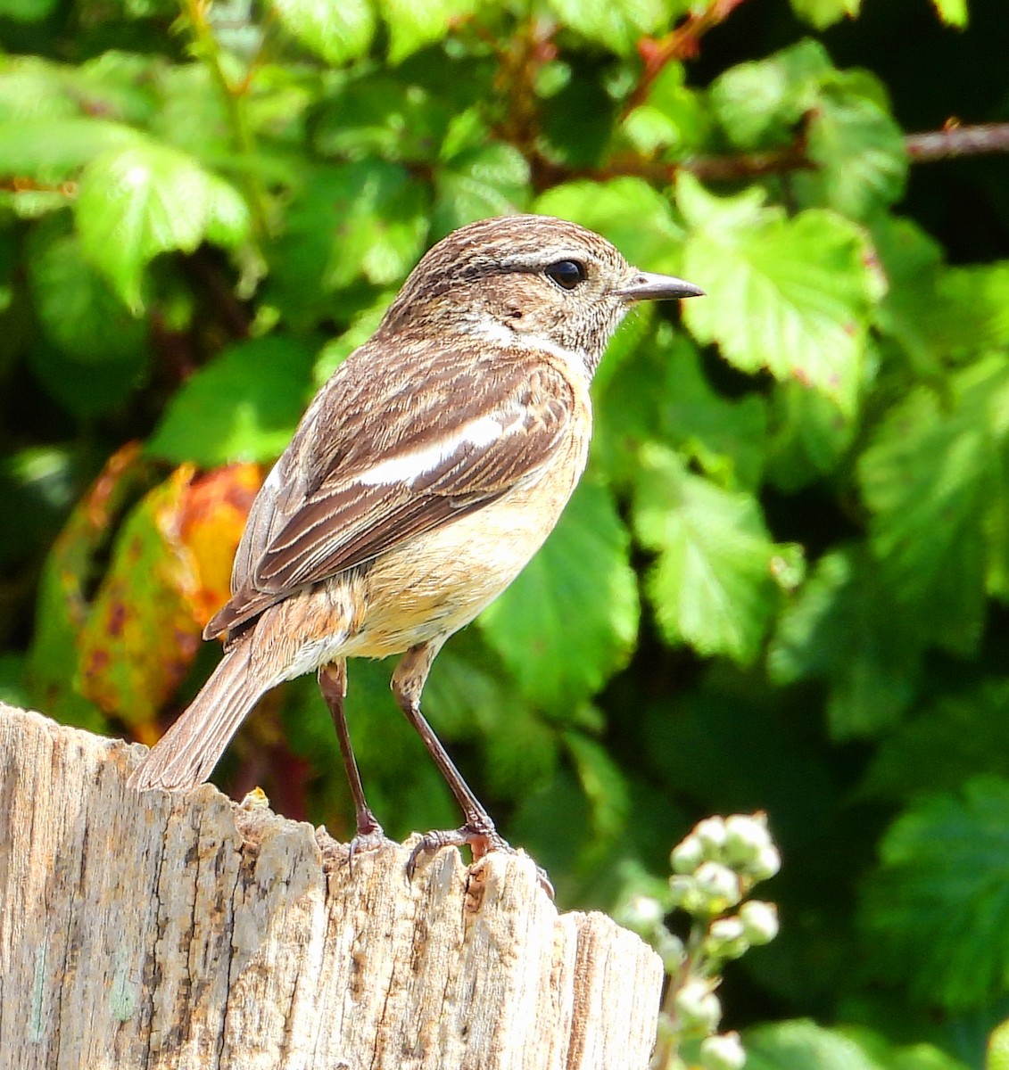 European Stonechat - Aurora Cubillas