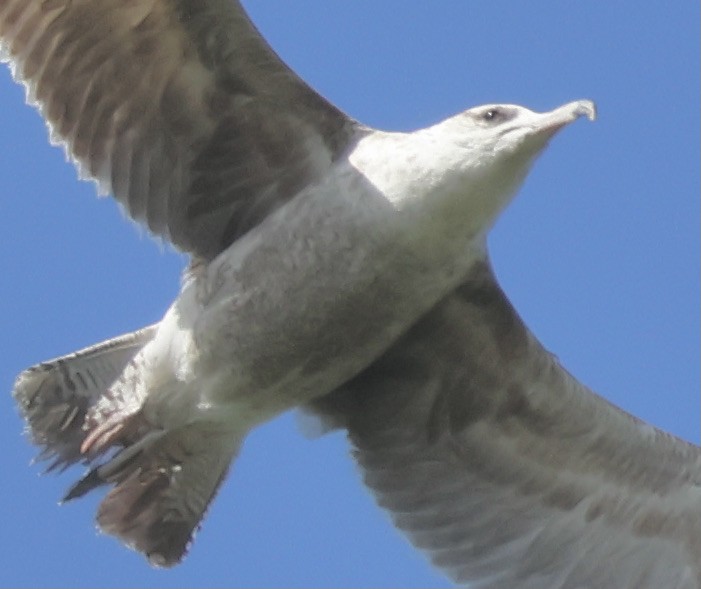 Gaviota Californiana - ML619565589