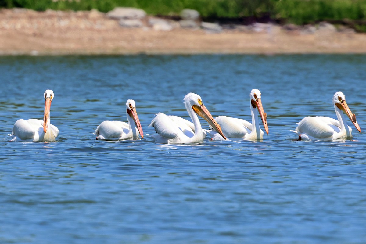 American White Pelican - Rhesa Sy