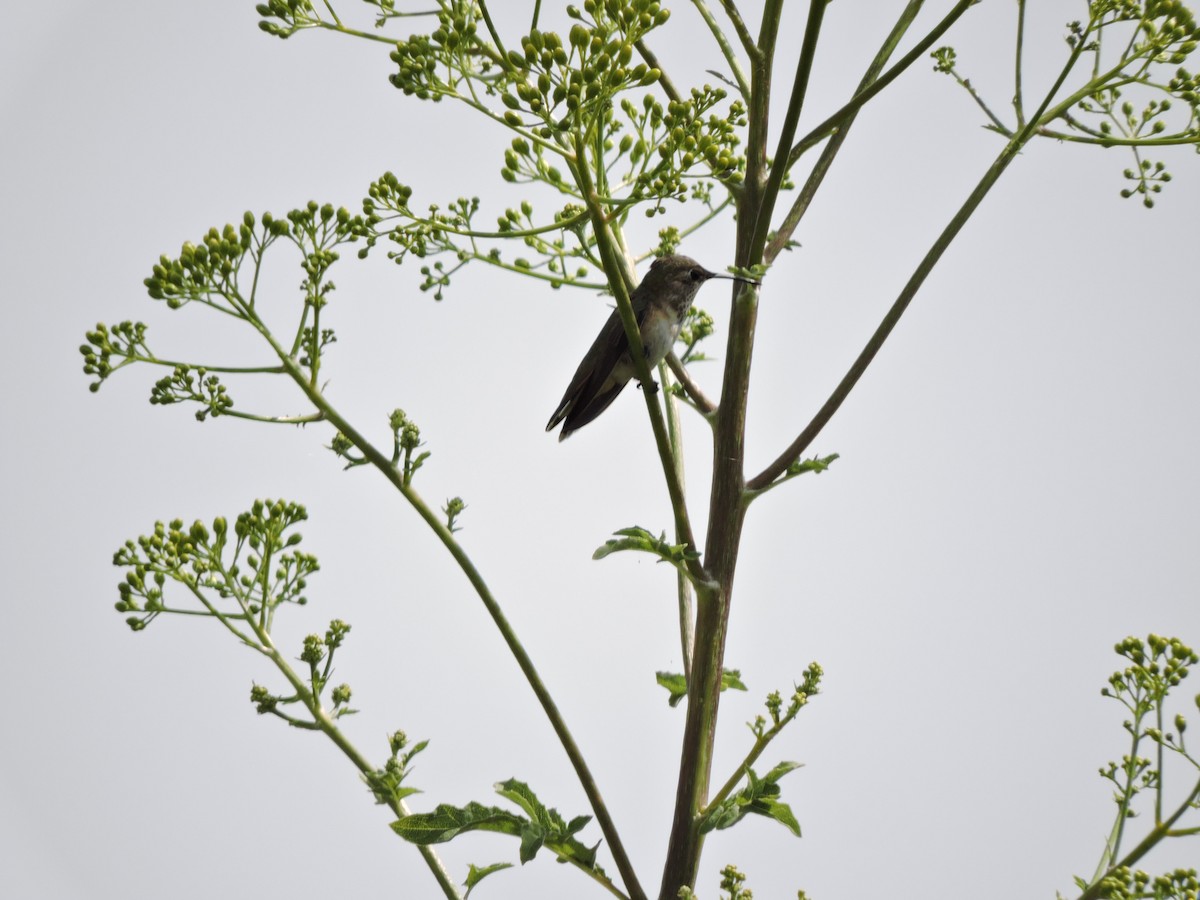 Rufous Hummingbird - Francisco J. Muñoz Nolasco