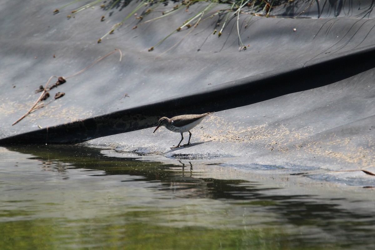 Spotted Sandpiper - Samantha Engstrom