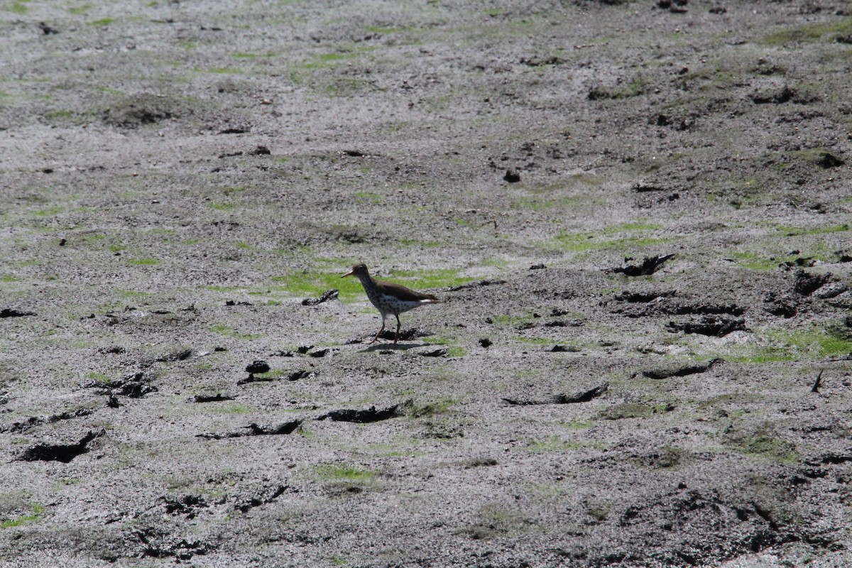 Spotted Sandpiper - Samantha Engstrom