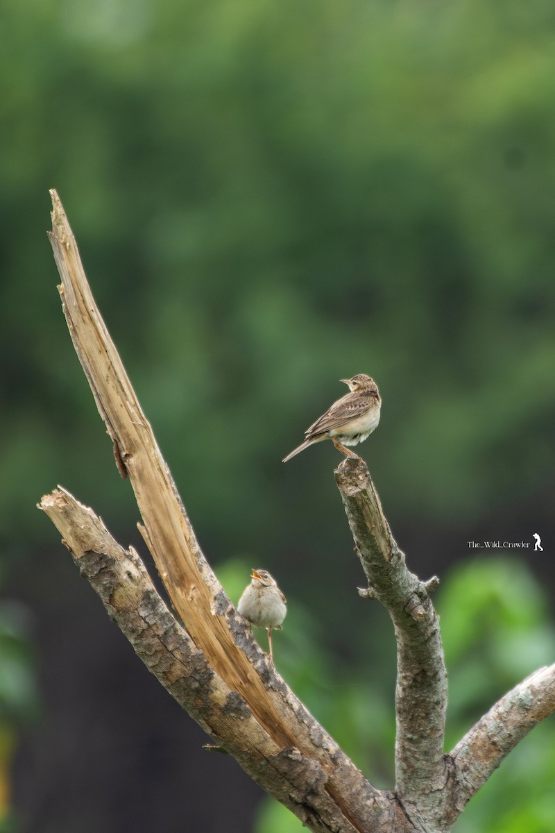 Paddyfield Pipit - ML619565600