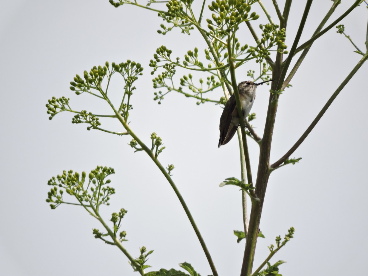 Rufous Hummingbird - Francisco J. Muñoz Nolasco