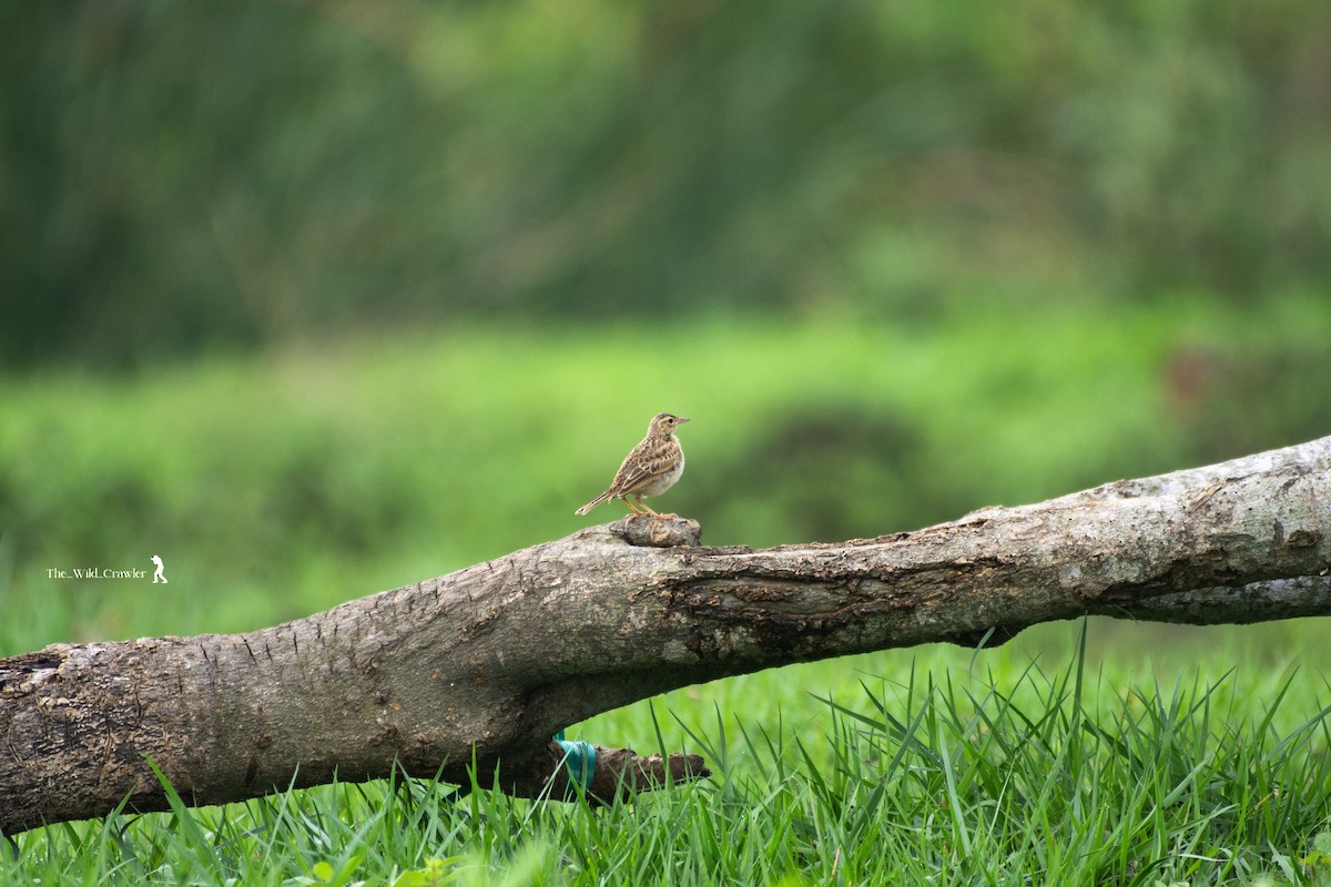 Paddyfield Pipit - Abhijith s
