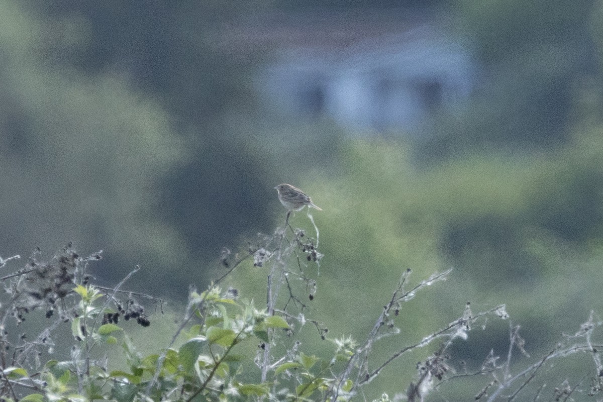 Grasshopper Sparrow - Phil Thompson