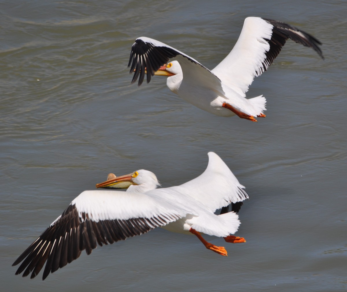 American White Pelican - Bill Huser