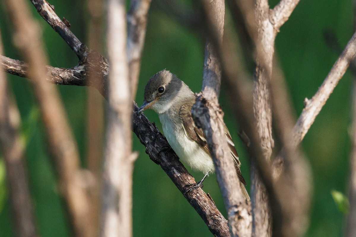 Willow Flycatcher - Kenny Younger