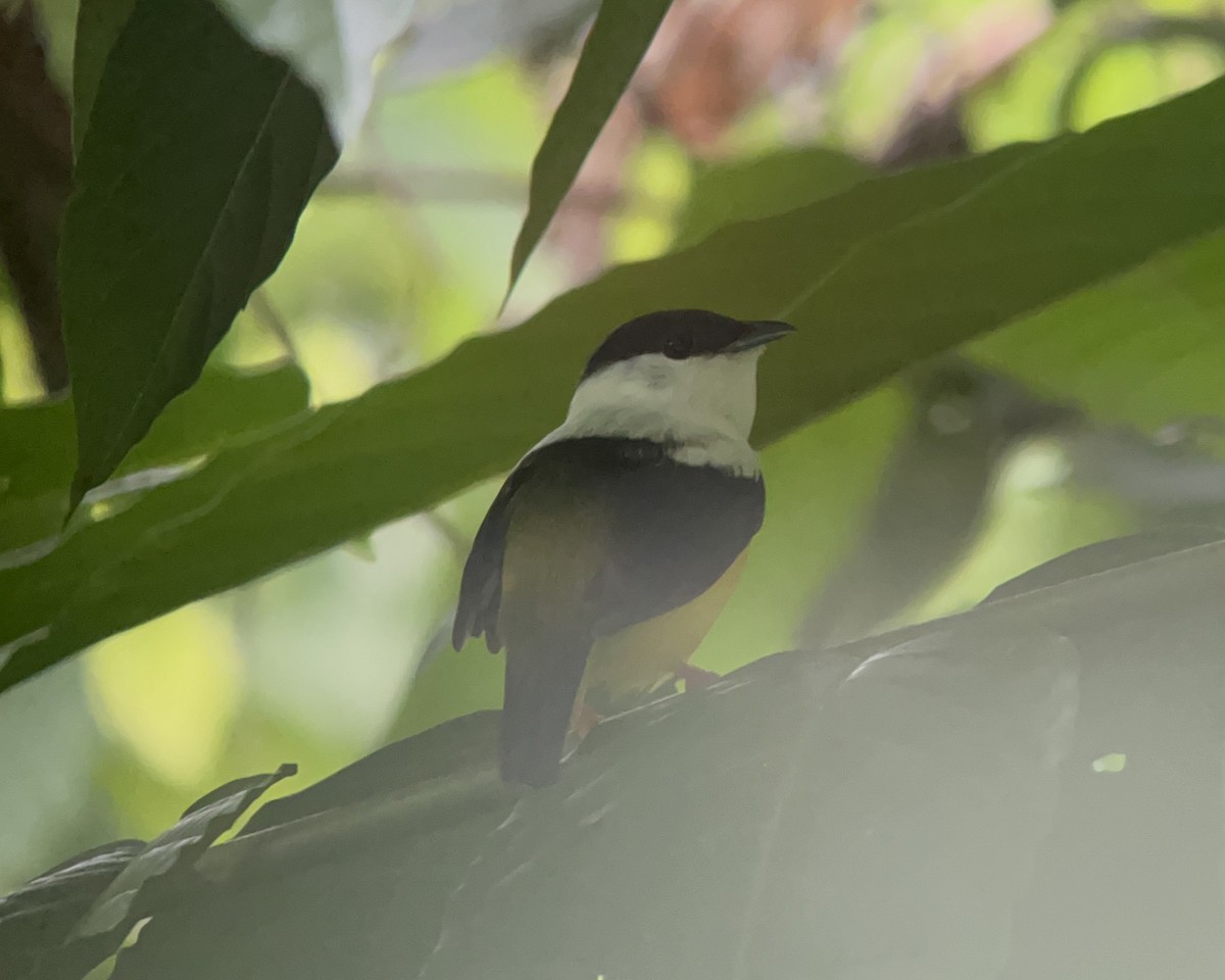 White-collared Manakin - ML619565608